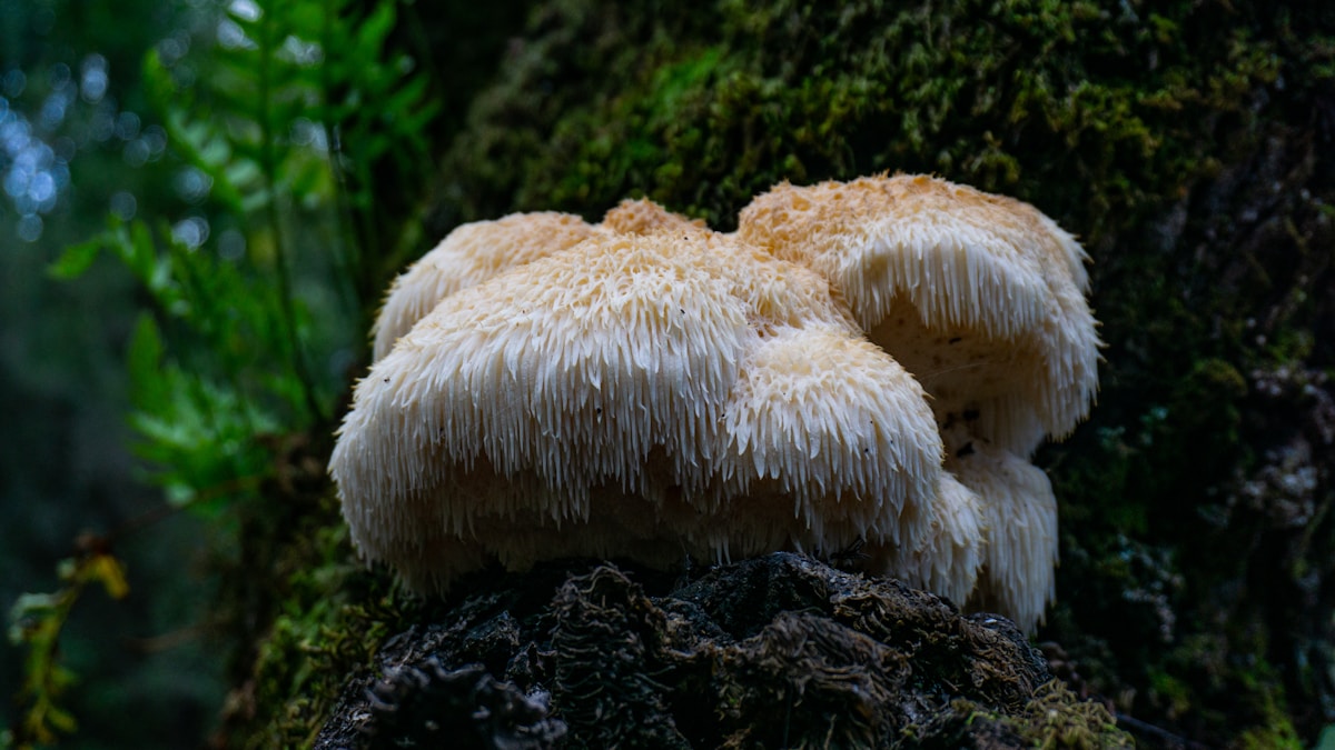 Lavlja griva (Hericium erinaceus) – lekovita gljiva za mozak i nervni sistem