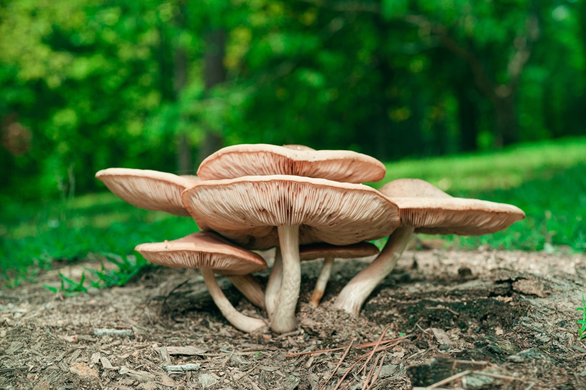 Lavlja griva u prirodi – lekovita gljiva Hericium erinaceus