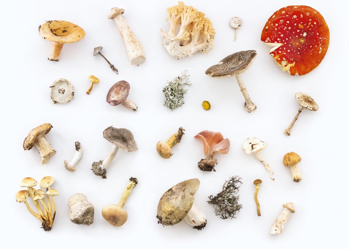Lekovite gljive – lavlja griva, reishi i funkcionalne gljive za zdravlje