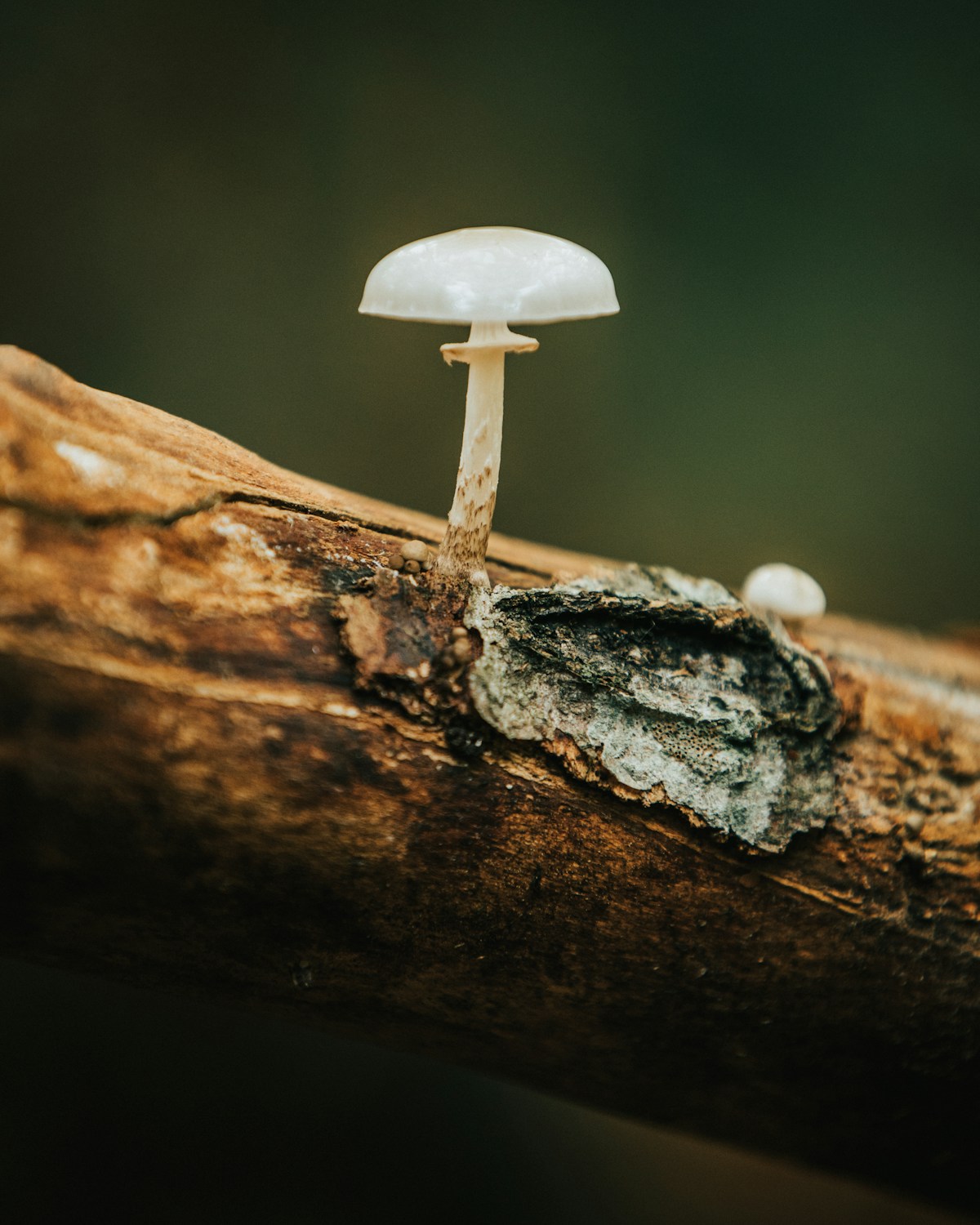 Reishi gljiva (Ganoderma lucidum) – gljiva besmrtnosti za imunitet i stres